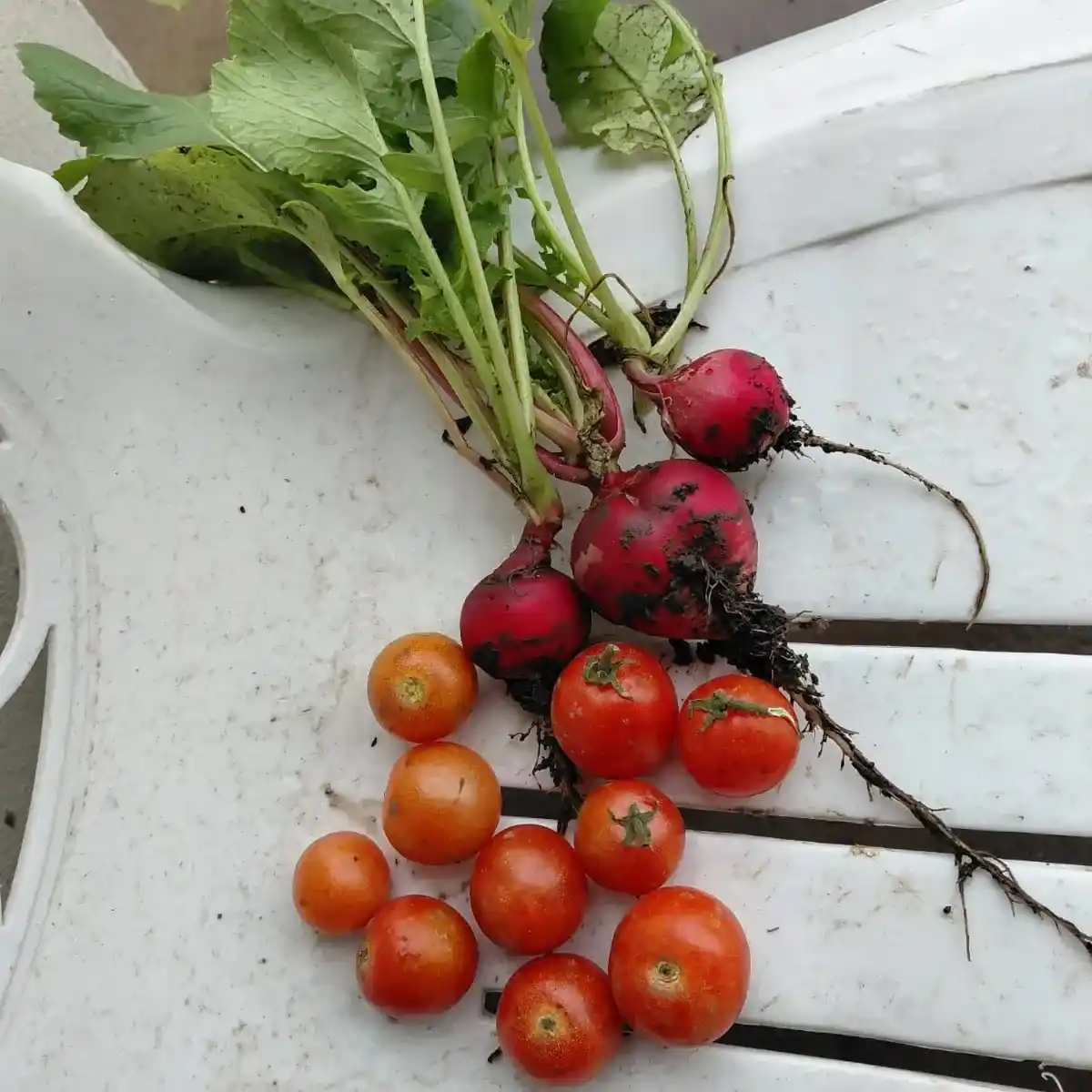 Remolacha y tomates