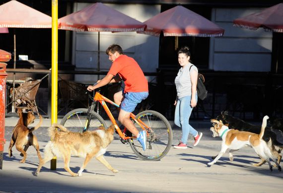 Tandil: recuerdan que los perros deben circular por la vía pública con correa y collar