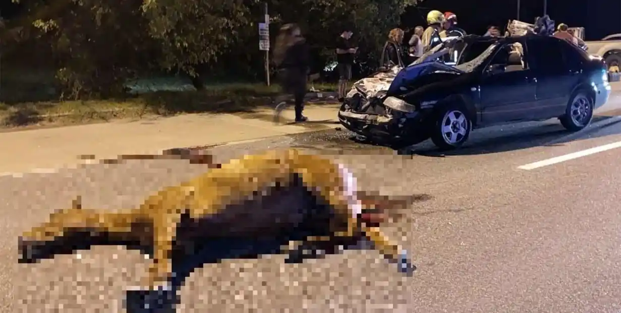 Una estampida de caballos frente a un club de polo causó una tragedia: murió una docente