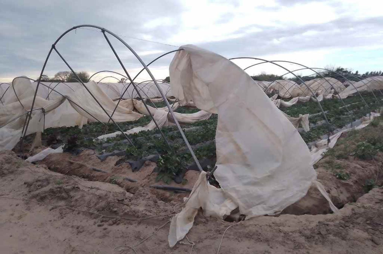 El viento provocó daños en los frutillares en Coronda. Foto: Gentileza.