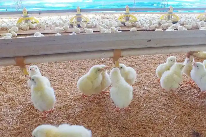 Sin casos declarados de Influenza  Aviar, el país redobla la vigilancia