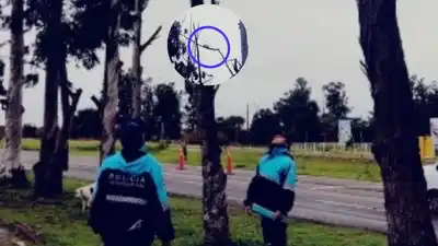 Emotivo rescate de un gato atrapado en lo alto de un árbol