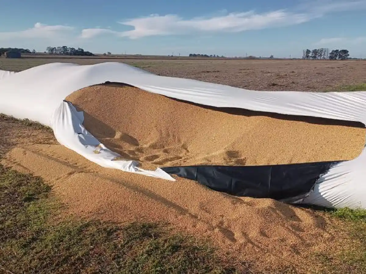 Insólito caso de inseguridad: le robaron la cosecha a pala y balde