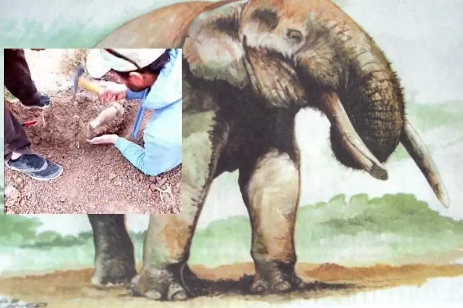 Increíble | Encontraron en Felicia huesos de lo que podría ser un prehistórico mastodonte