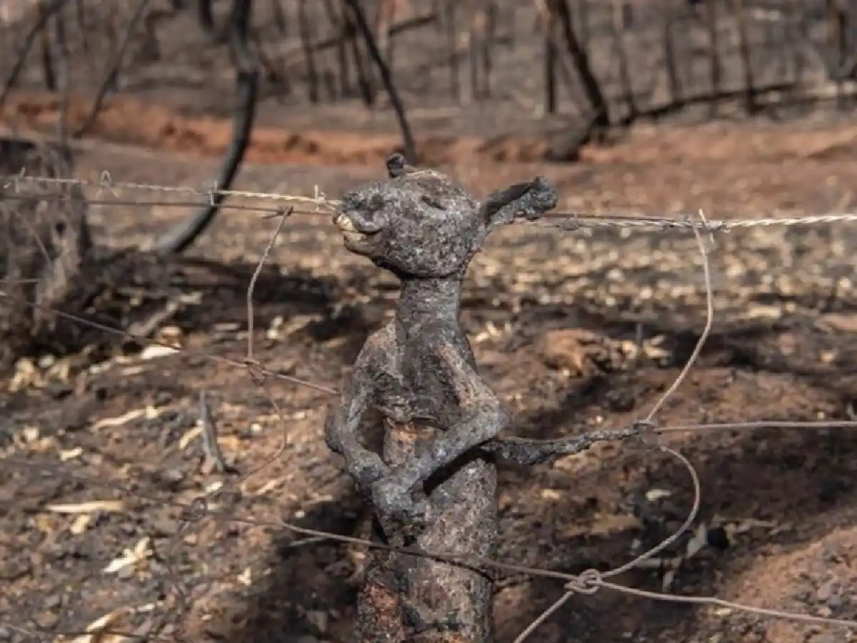 Más de 300 especies protegidas de animales y plantas están en peligro en Australia