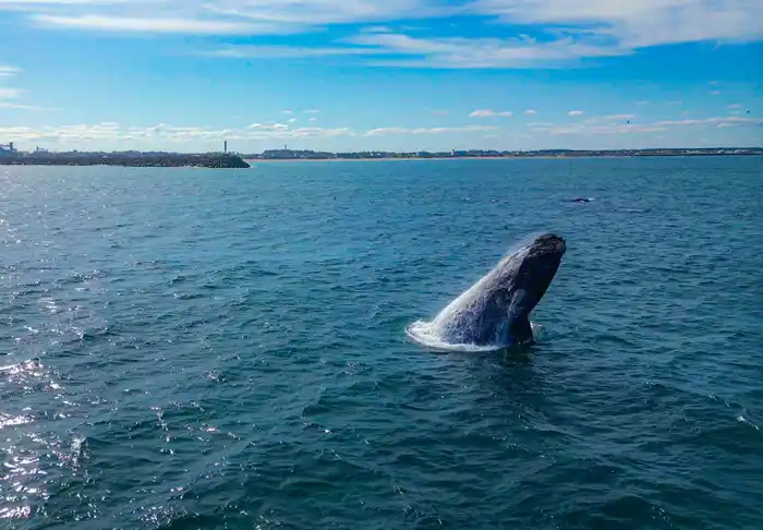Ballenas Necochea