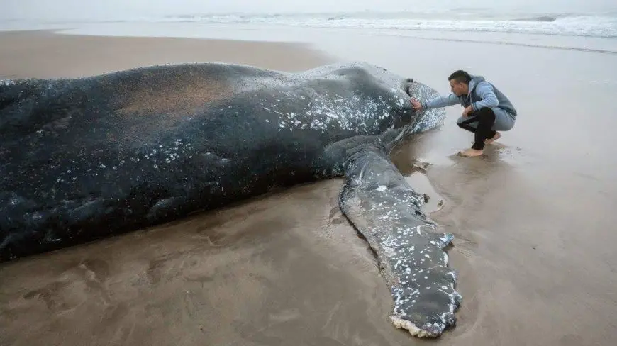 Murió la ballena encallada en Mar del Plata