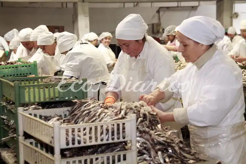 La campaña de anchoita podría generar 500 empleos temporarios