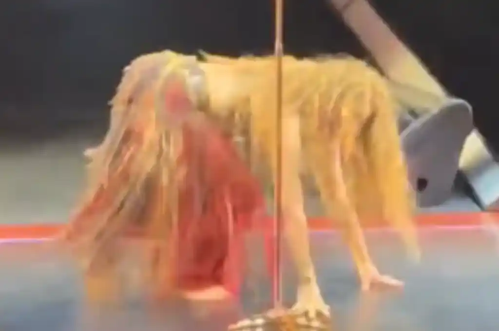 Captura de pantalla tomada del video