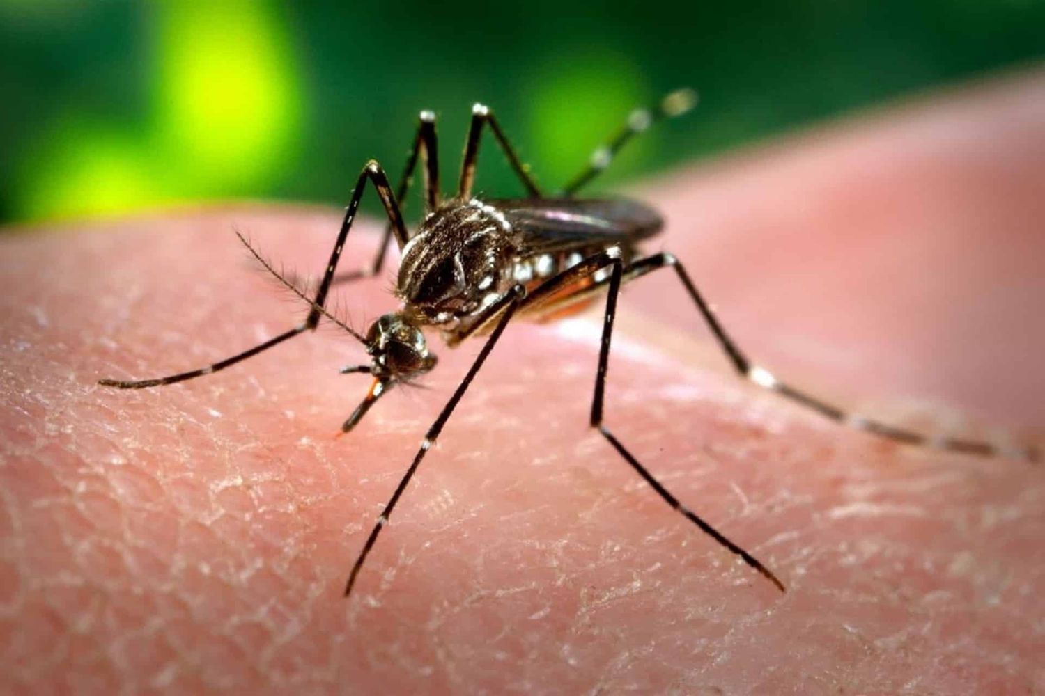Notifican el fallecimiento de una mujer con diagnóstico positivo de dengue en Paraná