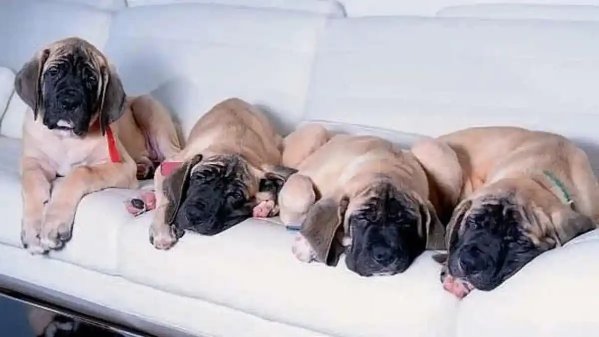 CONOCE A Conan, Murray, Milton, Robert y Lucas: los perritos clonados de Javier Milei