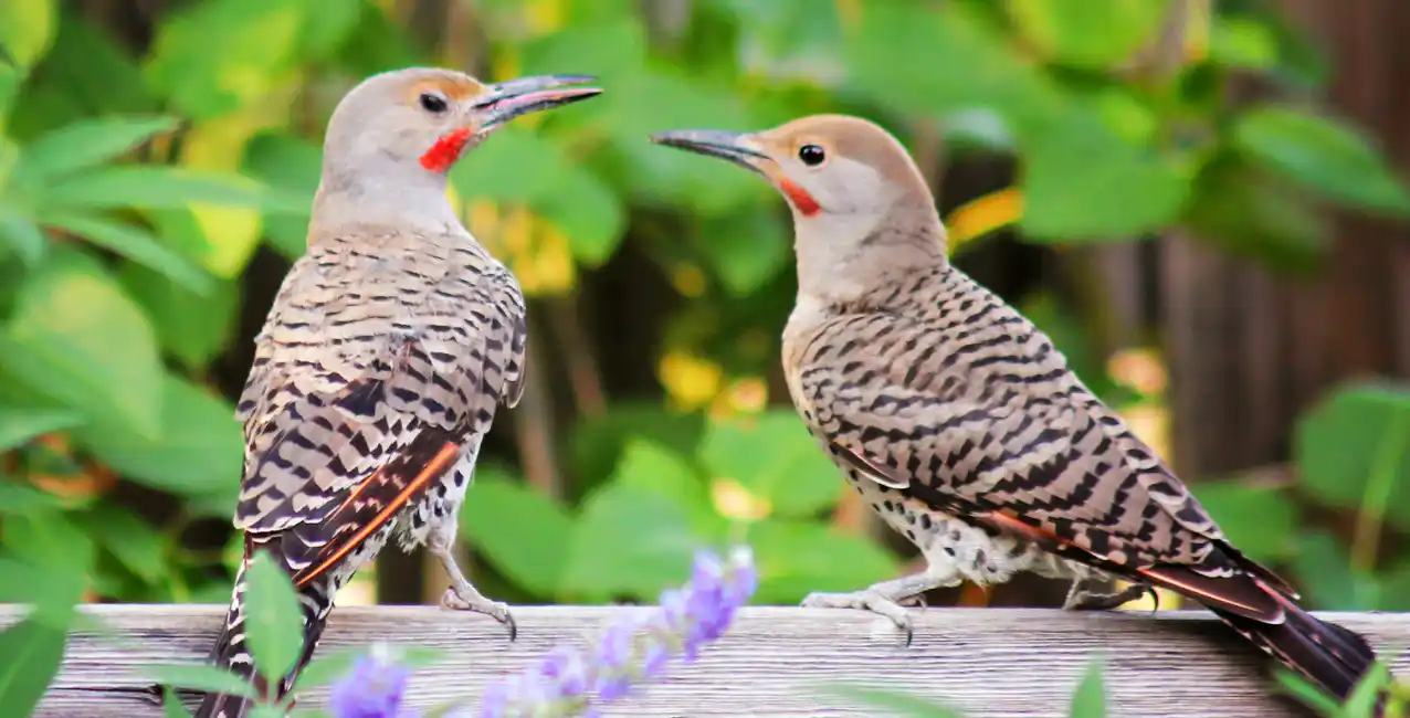Por qué se celebra el 9 de mayo el Día Internacional de las Aves