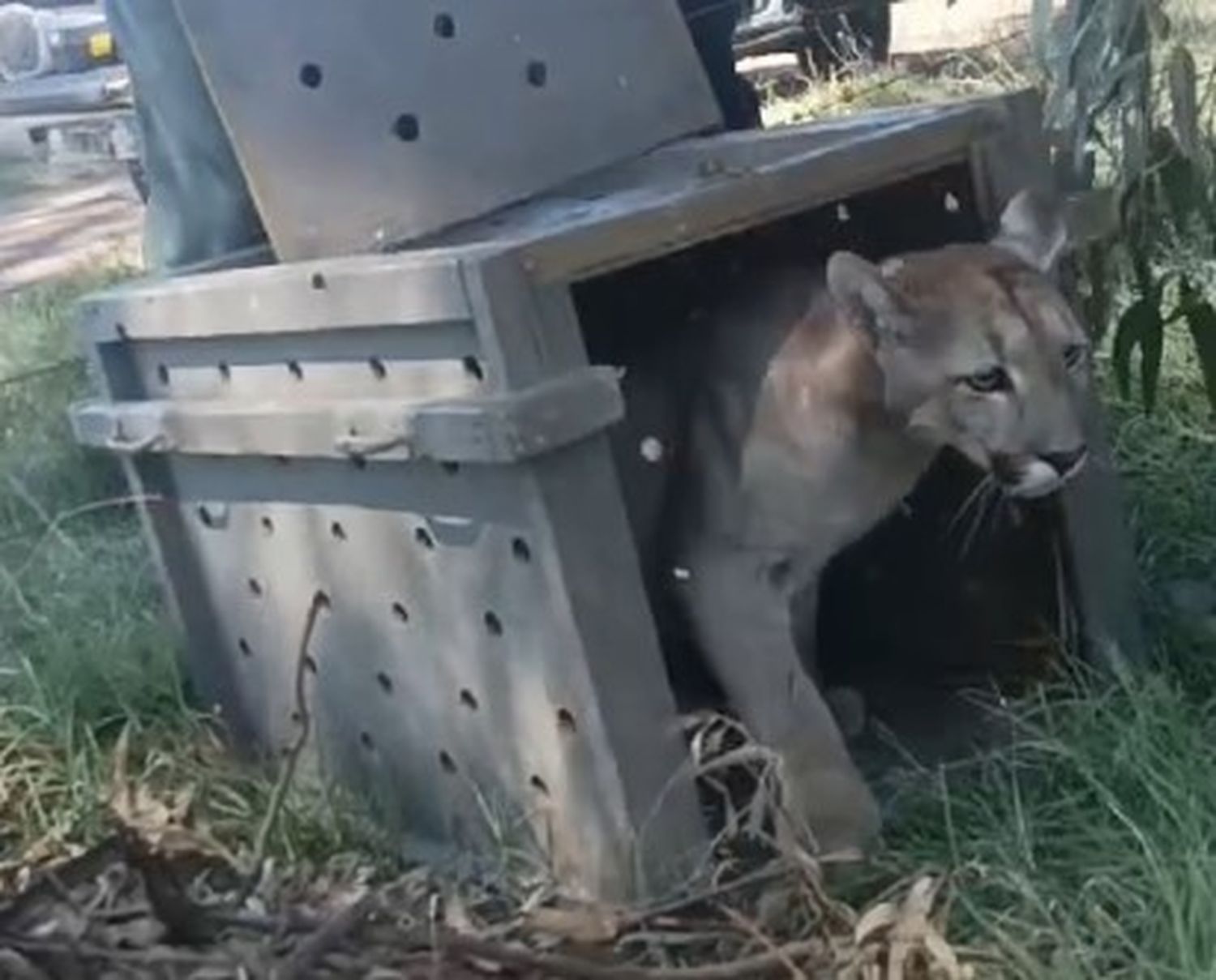 Rescataron y liberaron a un puma que apareció en Necochea.