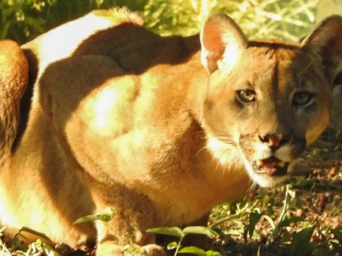 Policía Ambiental capturó un puma en San Marcos Sierras
