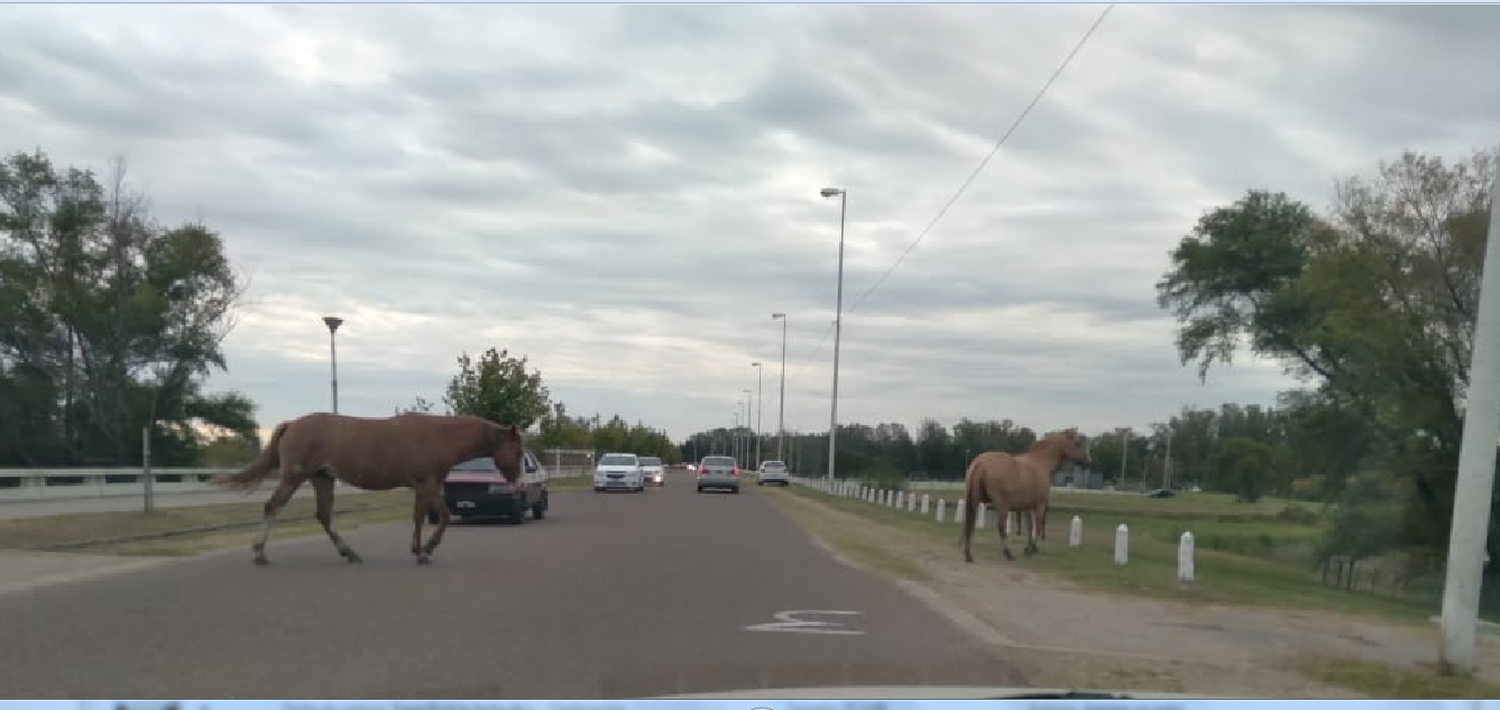 Caballos sueltos en la vía pública: presentaron un proyecto para solucionar esta peligrosa problemática