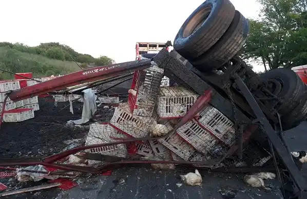 Un camión que iba al frigorífico volcó en Ruta 20
