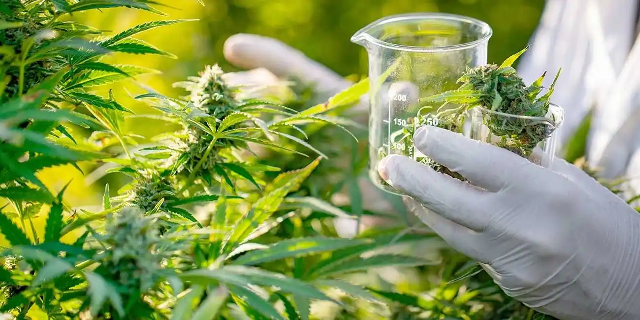 El autocultivo en la lupa del Gobierno.