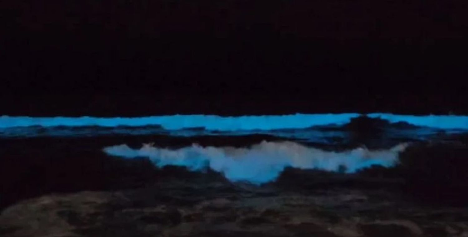 Extraño fenómeno: sorpresa en Mar del Plata por la aparición de olas luminosas