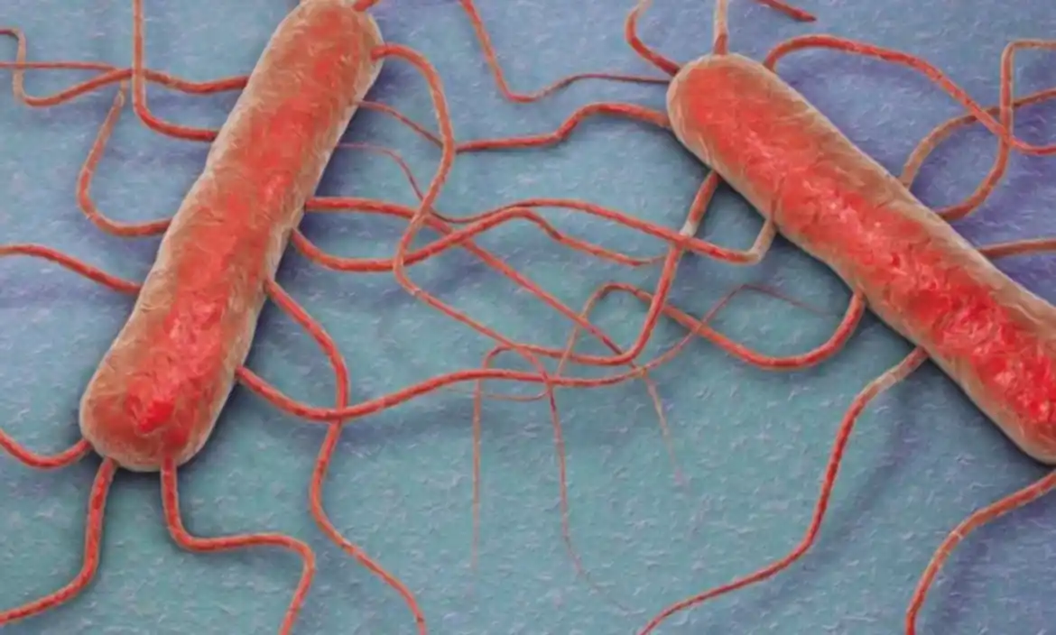 Informe del Austral alerta sobre la listeriosis: enfermedad transmitida por alimentos