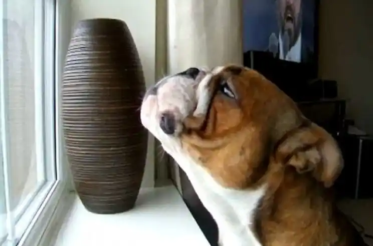 El perro cantante que conquistó las redes sociales