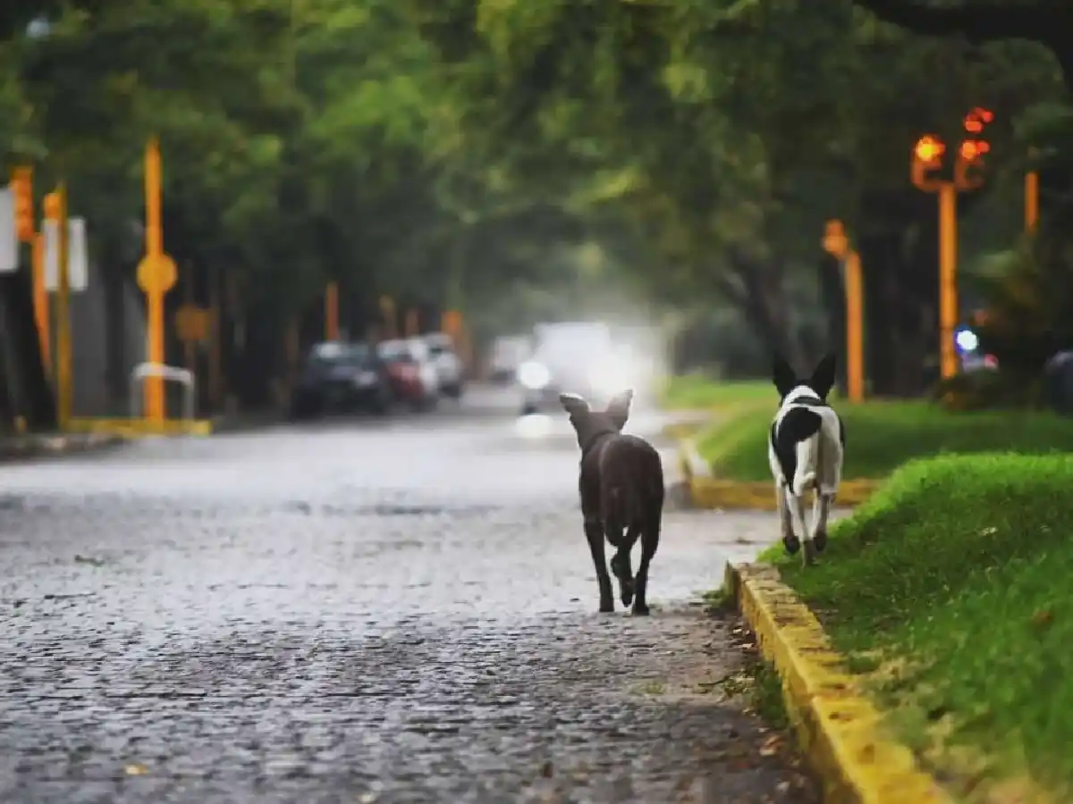 Auspicioso plan de protección animal