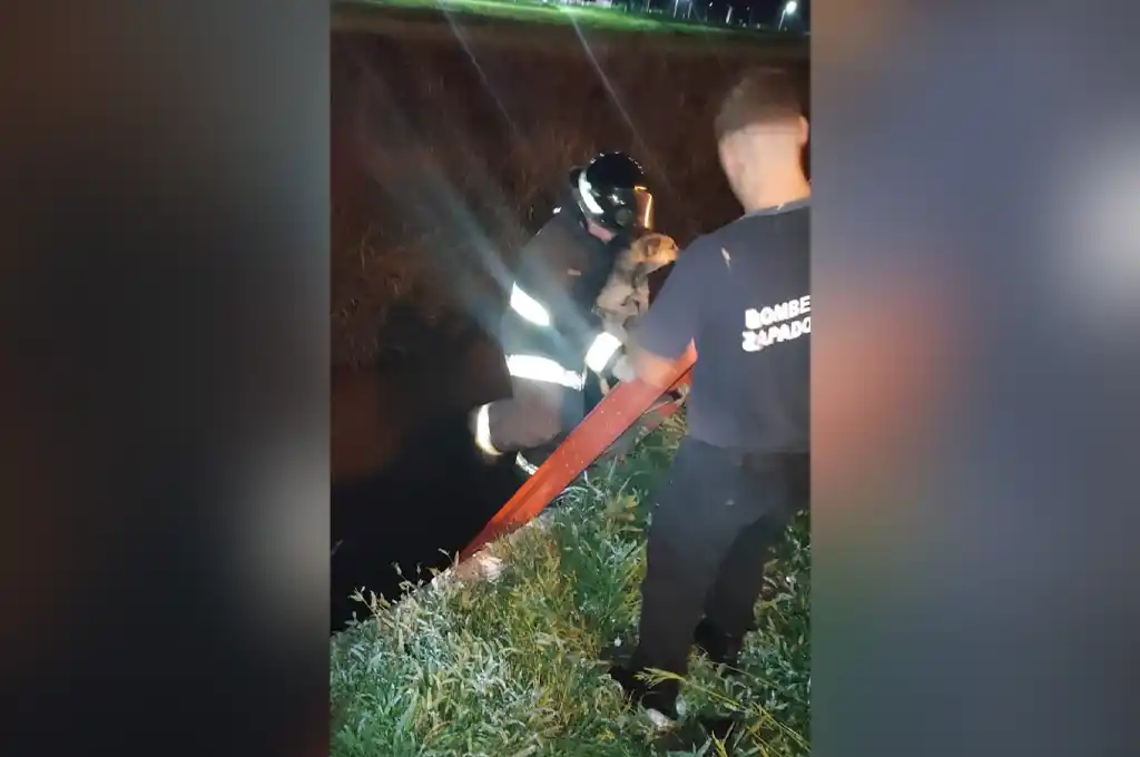 Los Bomberos Zapadores rescataron sano y salvo a un perro que cayó en una zanja en Rafaela