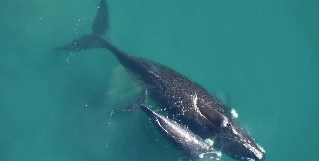 La ballena es una especie adaptada a una vida completamente acuática.
