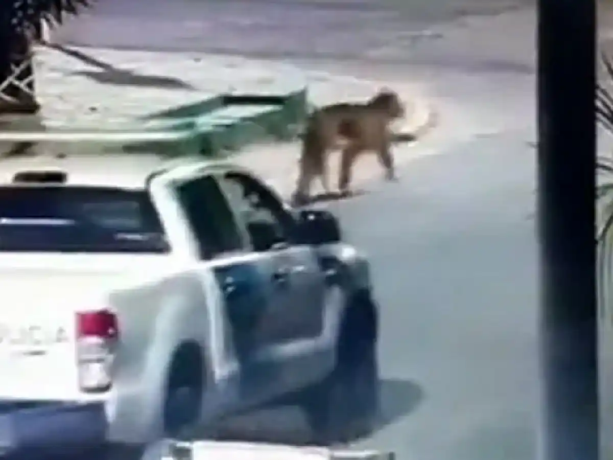 Alarma en Villa Gesell por un grupo de pumas que deambula por las calles