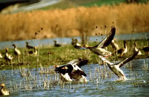 Medioambiente municipal invita a participar en la campaña de humedales