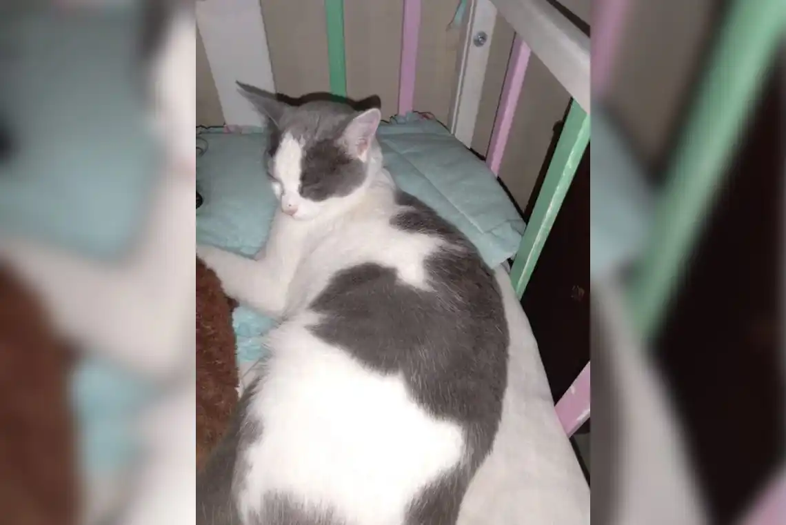 Patricia busca a su gata Perla