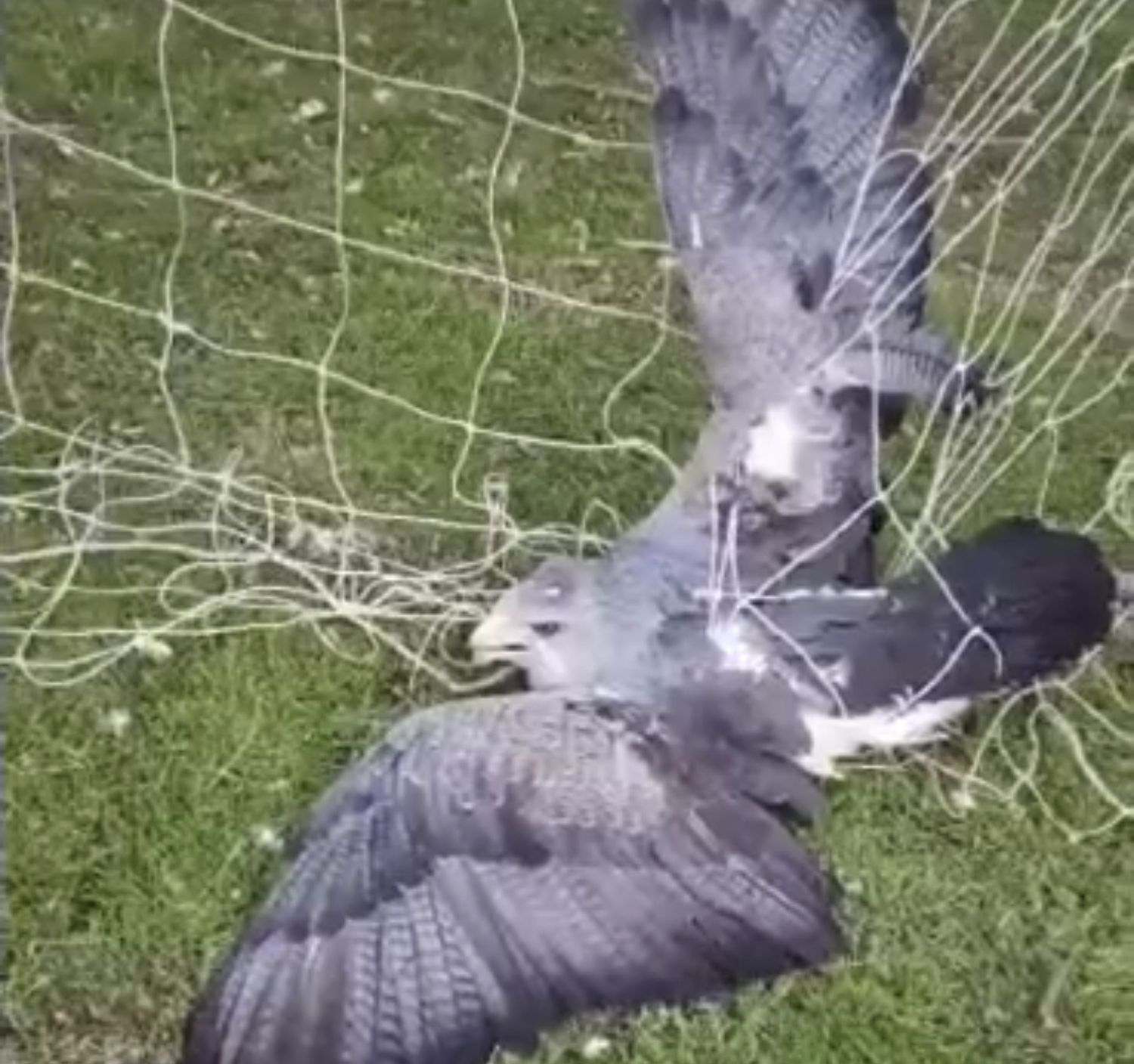 El animal había quedado atrapado en las redes de un arco de fútbol.