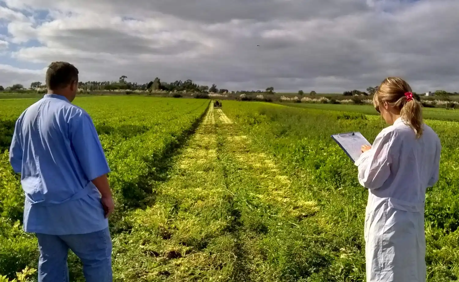 Destruyeron un cuarto de hectárea de apio por tener agroquímicos