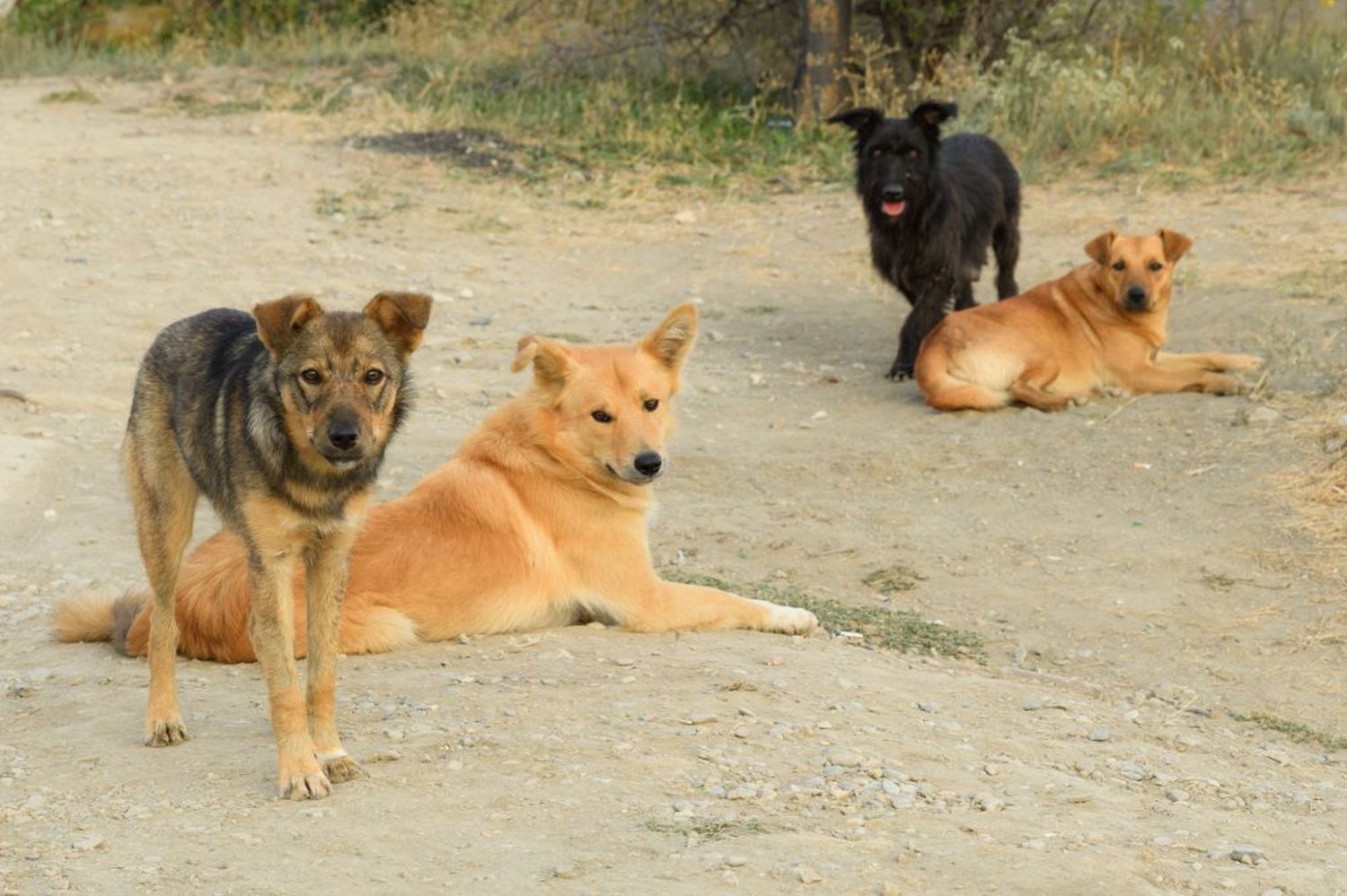 ¿Disminuyó la cantidad de perros callejeros en Tandil?