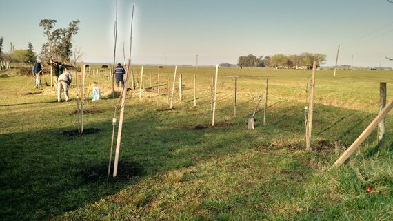 Con diferentes actividades, celebrarán la Semana del Árbol 2024