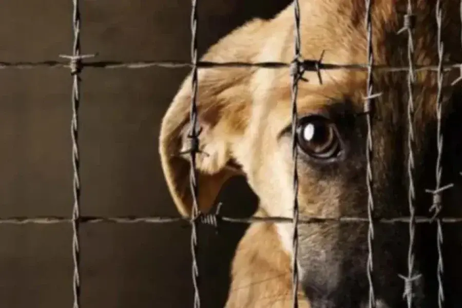 Presentaron un proyecto de ley que aumenta las penas por maltrato animal