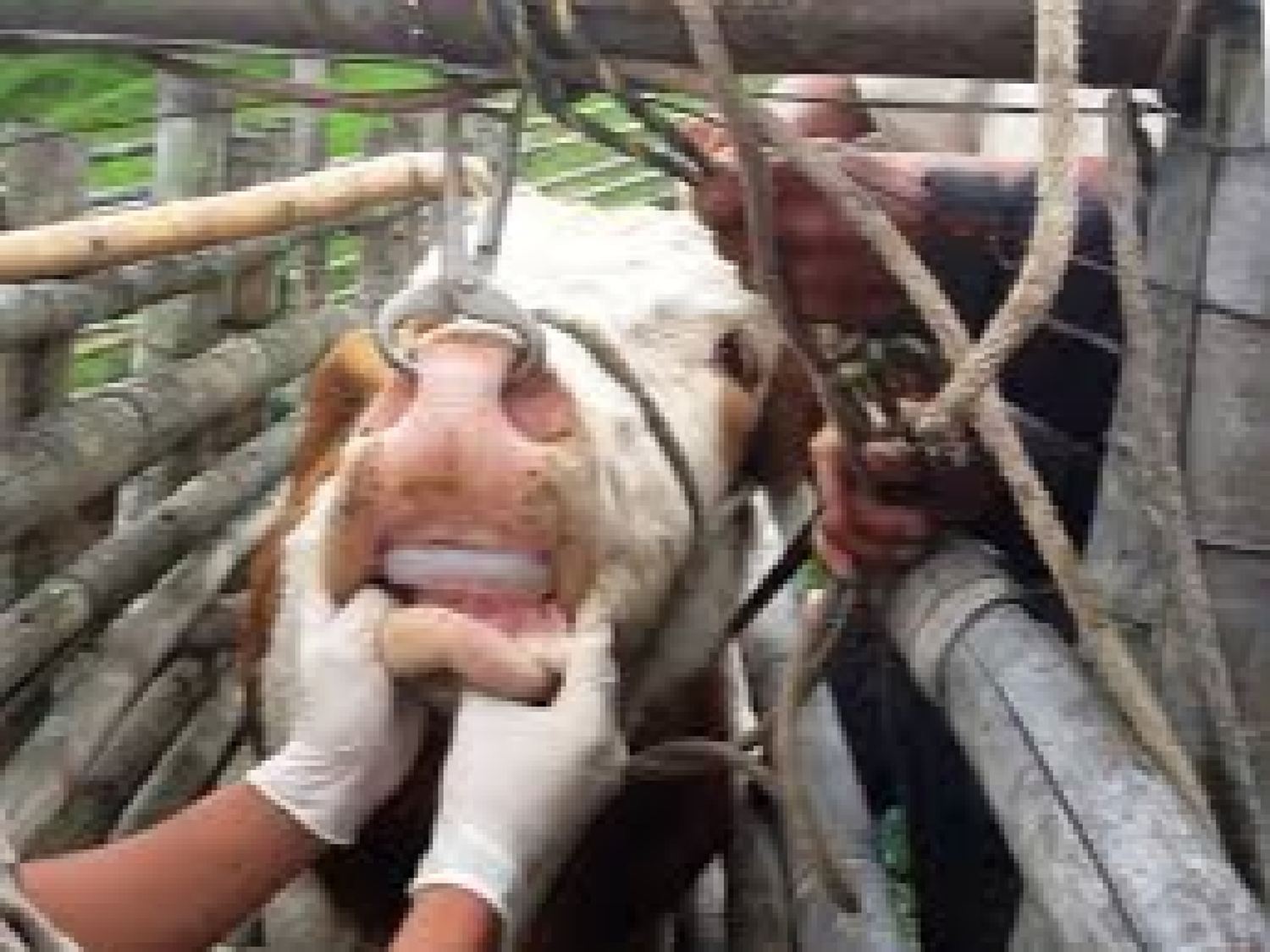 Innovación ganadera: presentan programa de prótesis dental bovina