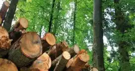 “Fue un año muy complicado para el sector forestal”
