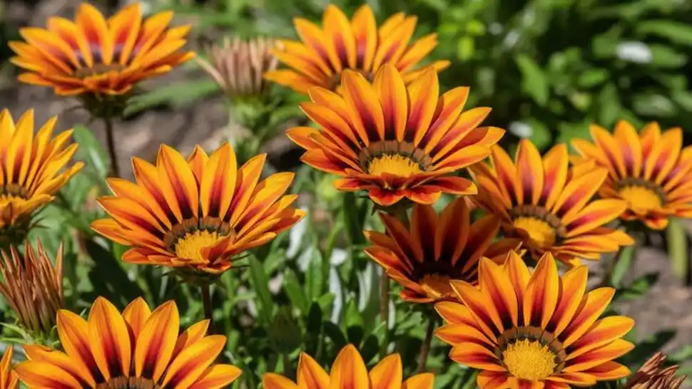 El Rincón del Jardinero -  Sembrar hoy para explotar de color mañana