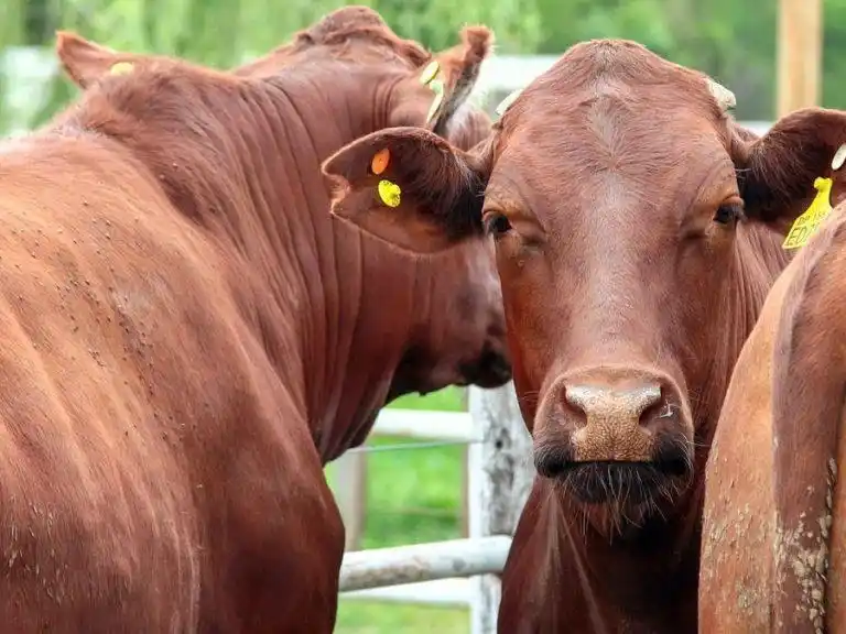 15.000 cabezas en remate televisado desde Rio Cuarto, Cordoba