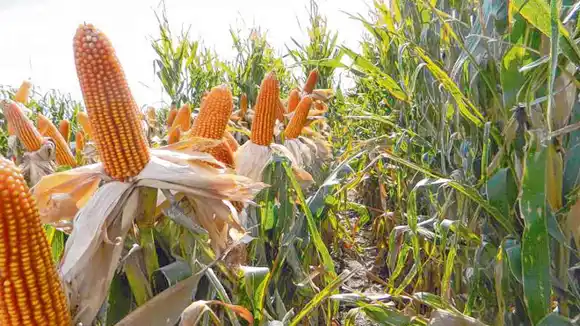 El gobierno nacional volvió a subir las retenciones a la soja, maíz, girasol y sorgo