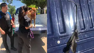 Herido por una flecha, un perro fue asistido y curado tras un operativo municipal