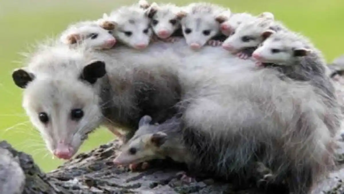 DE TRES AÑOS A 3 semanas: así son los embarazos de animales más raros del mundo