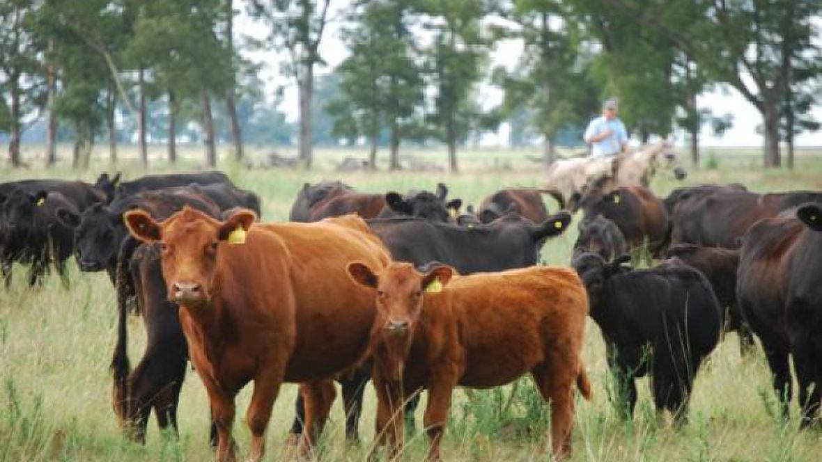 Ofrecen cinco millones de pesos por datos sobre las vacas sustraídas en un campo de Barra