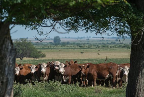 Derogaron varias normas y estimaron que la decisión tendrá impacto en la industria ganadera y la pesca
