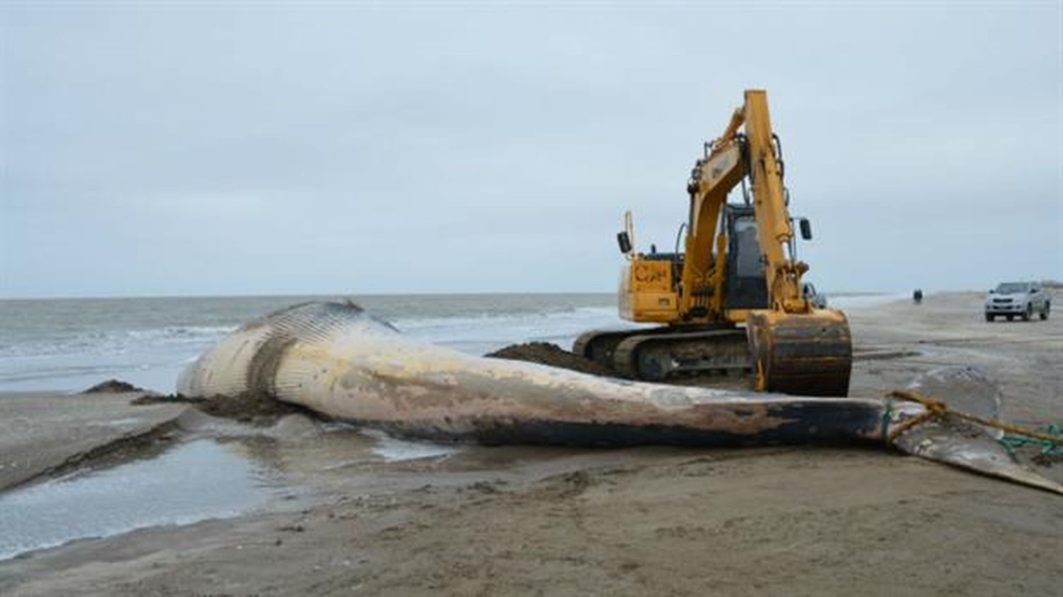 Hallaron muerta una ballena en las costas de San Clemente del Tuyú