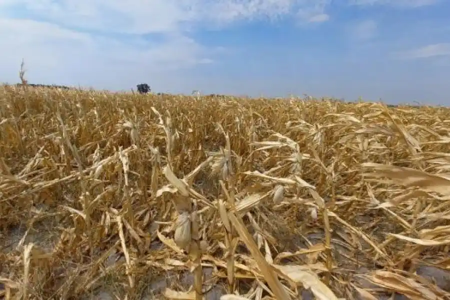 Hasta el 28 de febrero se podrán solicitar los certificados de emergencia agropecuaria