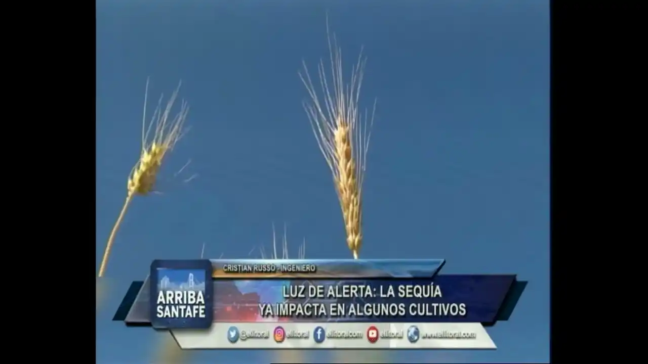 Luz de alerta: la sequía ya impacta en algunos cultivos