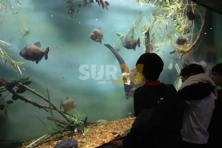 El Acuario del Río Paraná recibió tres mil visitantes por fin de semana desde su reapertura