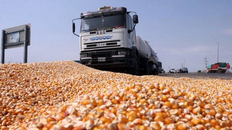Maíz: se espera un 37% más de producción que la campaña pasada