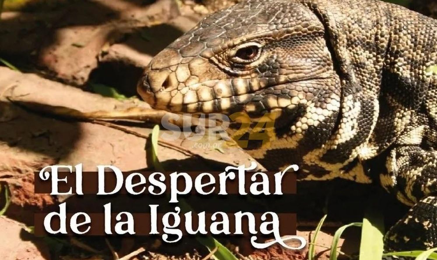 Venado celebrará a la Madre Tierra con “El Despertar de la Iguana” en la vecinal Centro II